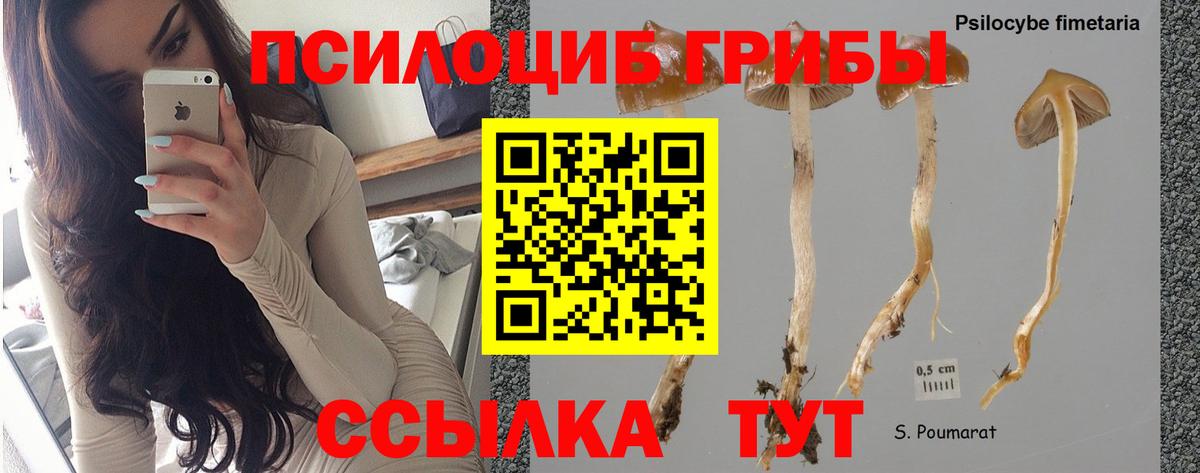 Псилоцибиновые грибы Psilocybe  Вход с VPN  Брянск 